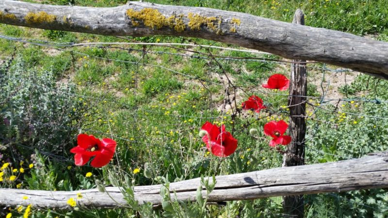 Camino Frances Cirauqui Torres del Rio