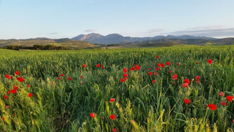 Camino Frances Torres del Rio