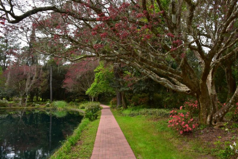 A walking path at Alfred B. Maclay Gardens State Park in Tallahassee, Florida.