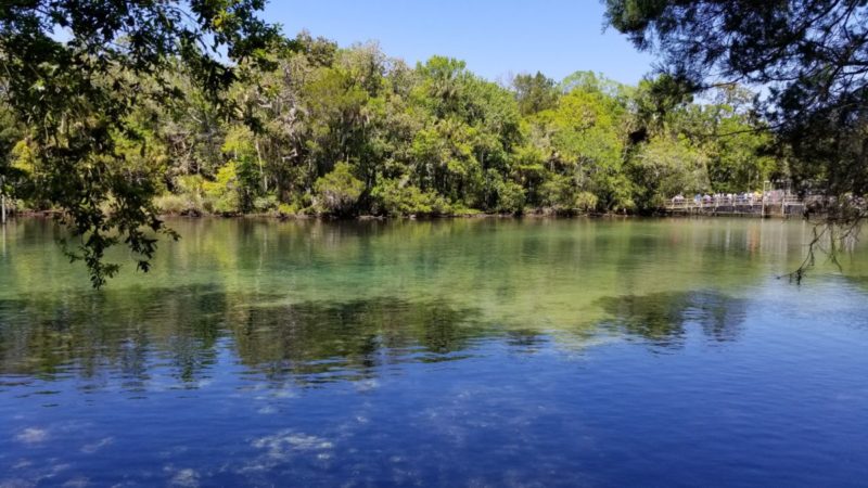 Homosassa Springs Wildlife State Park is located in Citrus County and is known fondly as Florida's nature coast. Here you are guaranteed to see manatees, the gentle giants of the sea, and other native wild animals such as black bears and bobcats in their natural habitat.