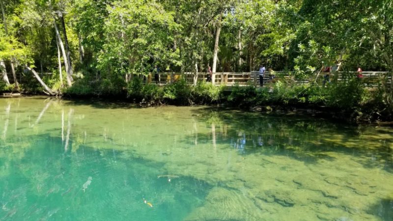 Homosassa Springs Wildlife State Park is located in Citrus County and is known fondly as Florida's nature coast. Here you are guaranteed to see manatees, the gentle giants of the sea, and other native wild animals such as black bears and bobcats in their natural habitat.
