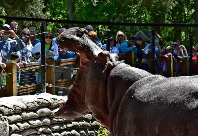 Homosassa Springs Wildlife State Park is located in Citrus County and is known fondly as Florida's nature coast. Here you are guaranteed to see manatees, the gentle giants of the sea, and other native wild animals such as black bears and bobcats in their natural habitat.