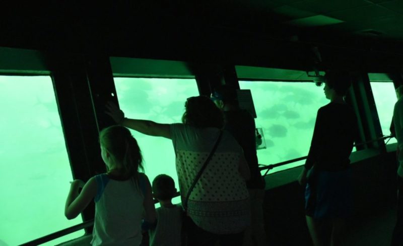 Homosassa Springs Wildlife State Park is located in Citrus County and is known fondly as Florida's nature coast. Here you are guaranteed to see manatees, the gentle giants of the sea, and other native wild animals such as black bears and bobcats in their natural habitat.