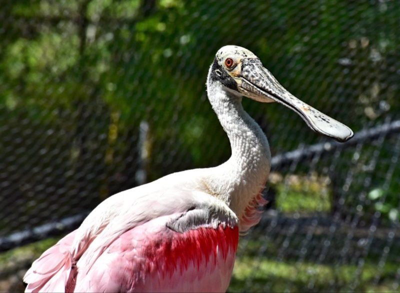 Homosassa Springs Wildlife State Park is located in Citrus County and is known fondly as Florida's nature coast. Here you are guaranteed to see manatees, the gentle giants of the sea, and other native wild animals such as black bears and bobcats in their natural habitat.