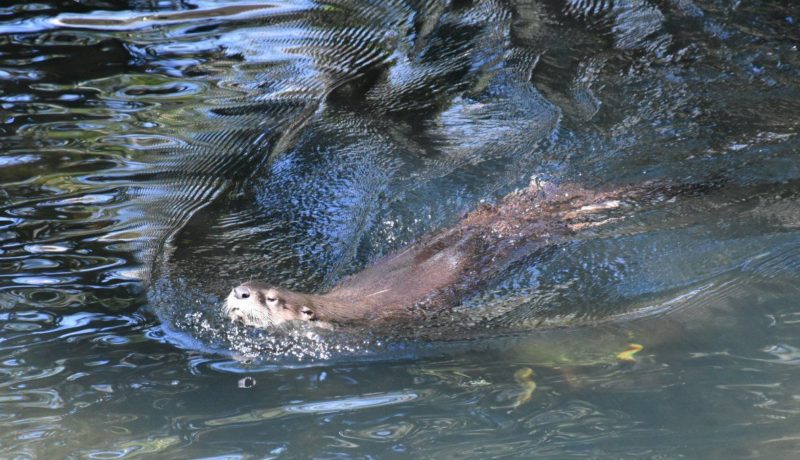 Homosassa Springs Wildlife State Park is located in Citrus County and is known fondly as Florida's nature coast. Here you are guaranteed to see manatees, the gentle giants of the sea, and other native wild animals such as black bears and bobcats in their natural habitat.