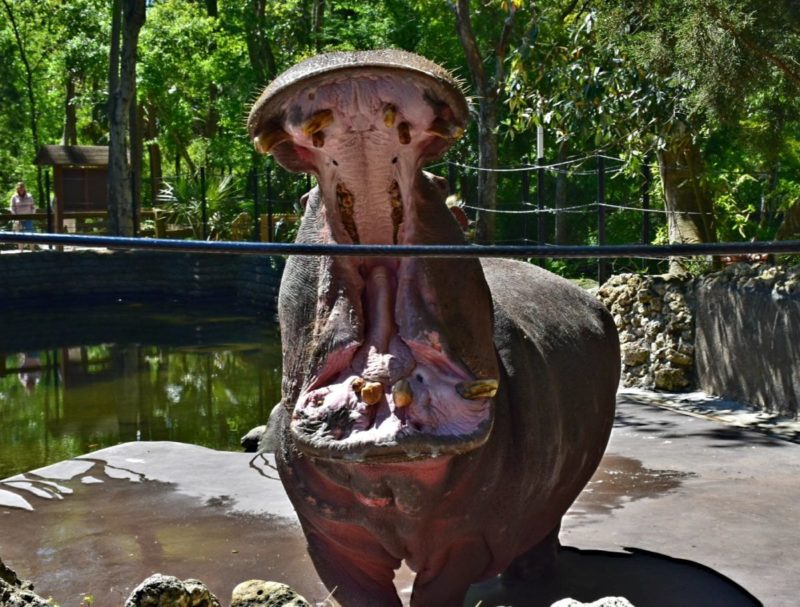 Homosassa Springs Wildlife State Park is located in Citrus County and is known fondly as Florida's nature coast. Here you are guaranteed to see manatees, the gentle giants of the sea, and other native wild animals such as black bears and bobcats in their natural habitat.