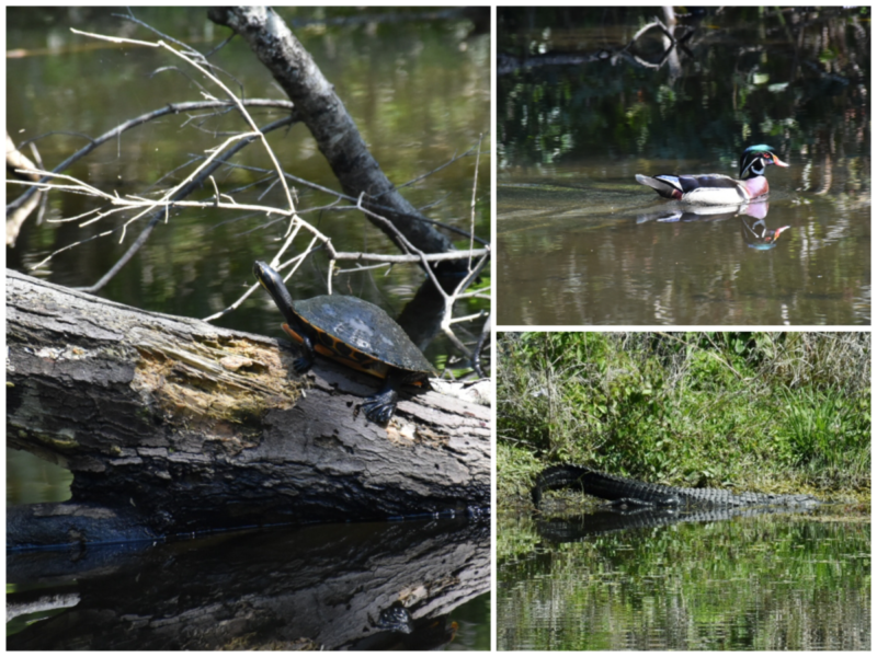 Homosassa Springs Wildlife State Park is located in Citrus County and is known fondly as Florida's nature coast. Here you are guaranteed to see manatees, the gentle giants of the sea, and other native wild animals such as black bears and bobcats in their natural habitat.