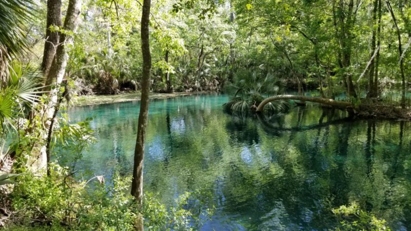 Silver Springs State Park is Florida's oldest tourist attraction. Come with us as we go back in time while we explore the springs today. Did someone say wild monkeys and glass bottom boats?