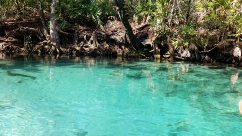 Kayaking on Weeki Wachee River in Florida.