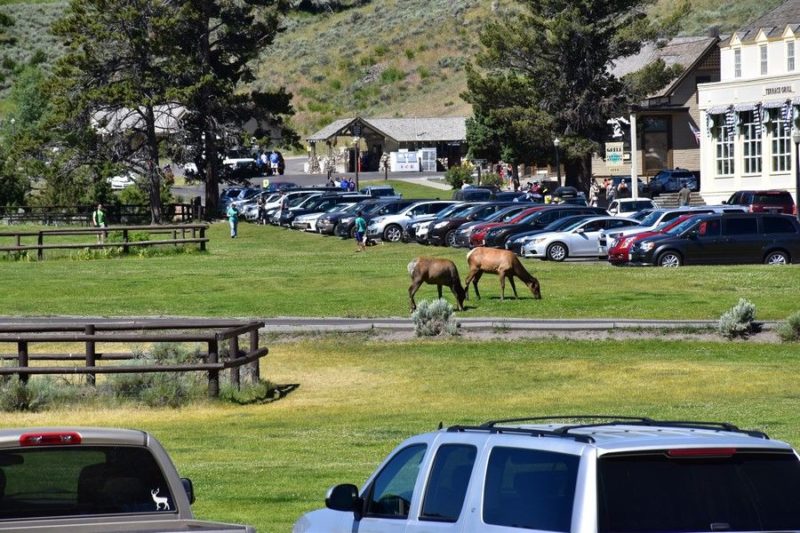 Follow this 5 day Yellowstone National Park itinerary for the must-see sites, hikes, and attractions in the park. Plus travel tips and lodging suggestions.