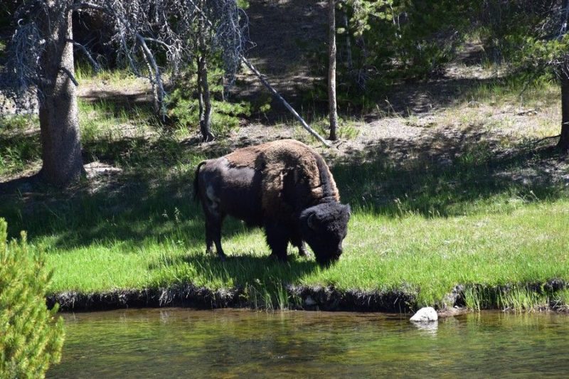 Yellowstone Itineraries whether they be a 3-day to 5-day should include time to watch wildlife. But always be respectful when observing wild animals. Stay far from them and never attempt selfies!