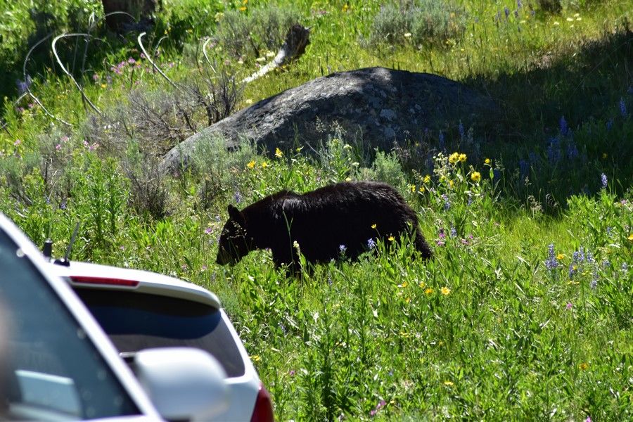 Follow this 5 day Yellowstone National Park itinerary for the must-see sites, hikes, and attractions in the park. Plus travel tips and lodging suggestions.