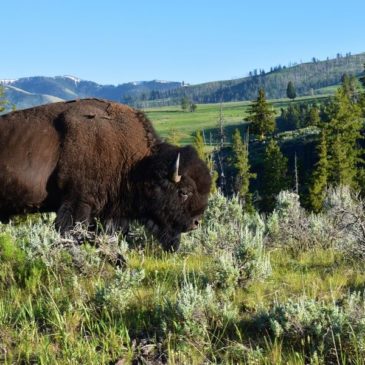 Yellowstone National Park Itinerary: 5 Days of Exploring America’s Oldest Park