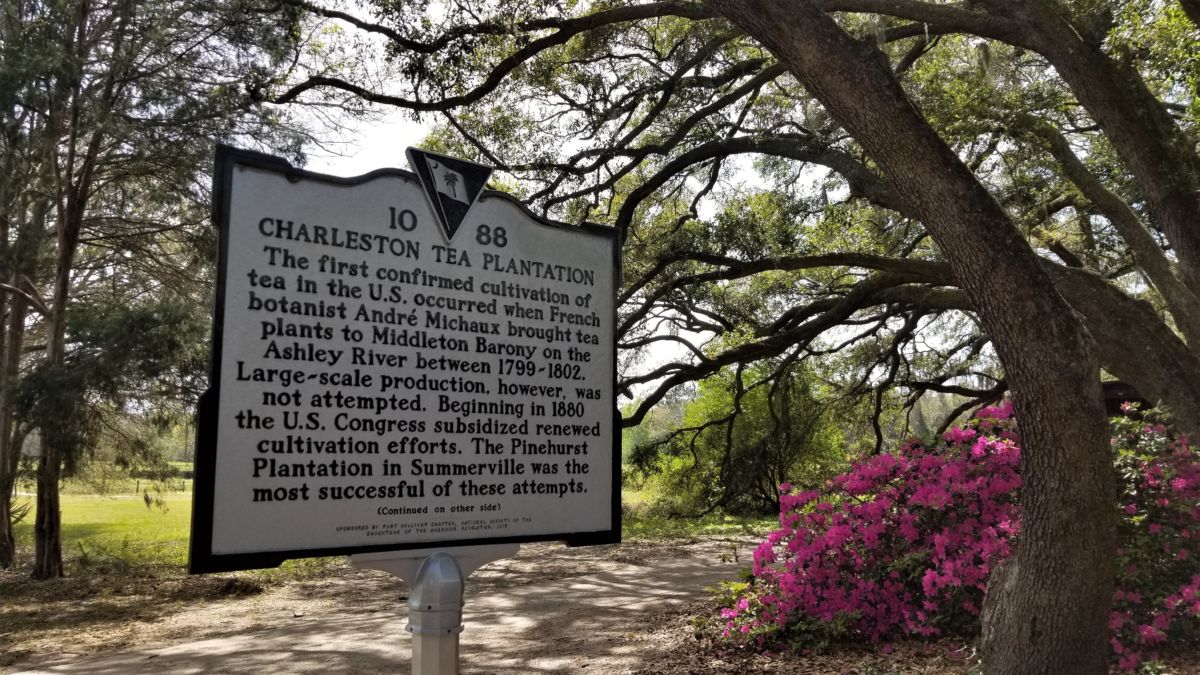 Looking for unique things to do in Charleston? Charleston Tea Plantation, the only working tea plantation in America, is worth a side trip. Here's all you need to know to plan your visit.