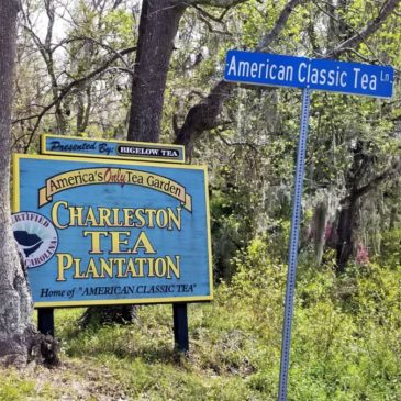 Charleston Tea Plantation: Tour America’s One and Only Tea Garden