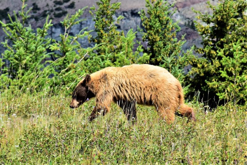 The ultimate Glacier National Park travel guide including a side trip to Waterton Lakes National Park. Find the must-see and must-experience destinations in and around the park.