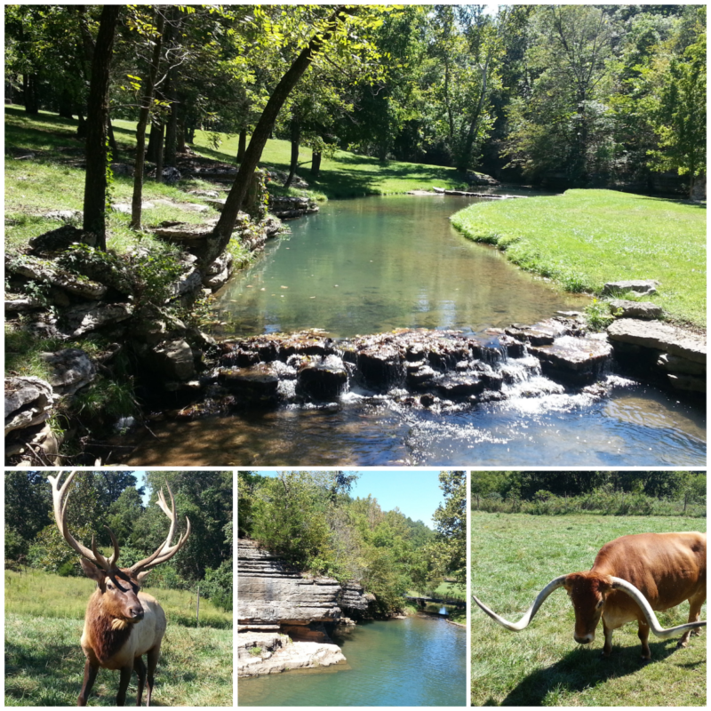 A day trip to Dogwood Canyon Nature Park is one of the top things to do with kids in Branson MO.