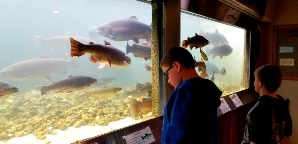 Planning a Branson trip and looking for free things to do on your vacation? Head over to the Shepherd of the Hills Fish Hatchery!