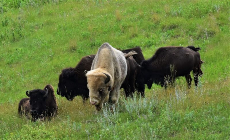 Things to do in North Dakota: Take a detour at the World's Largest Buffalo roadside attraction to also see the albino buffalo.