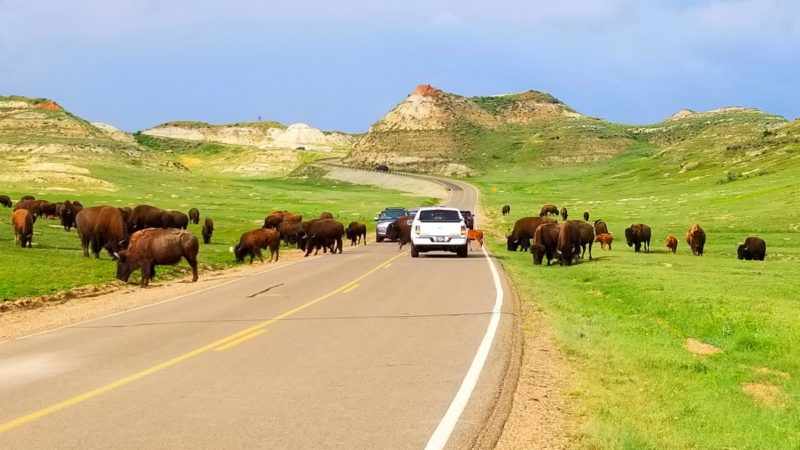 Things to do in North Dakota: Visit the spectacular Theodore Roosevelt National Park.