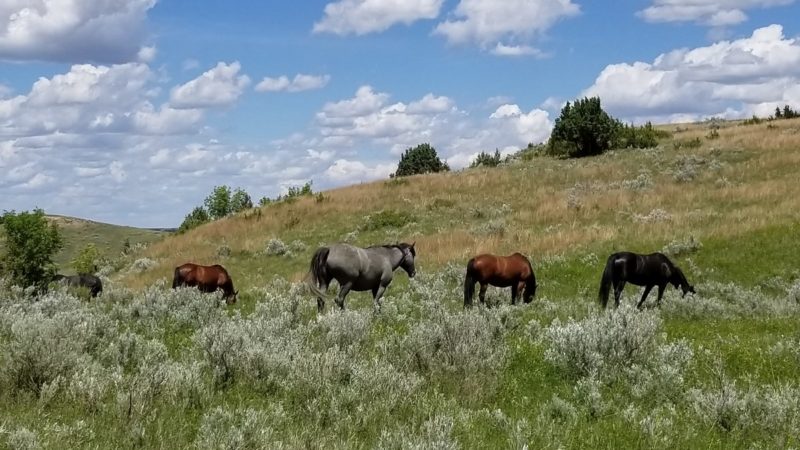 Things to do in North Dakota: Visit the spectacular Theodore Roosevelt National Park.