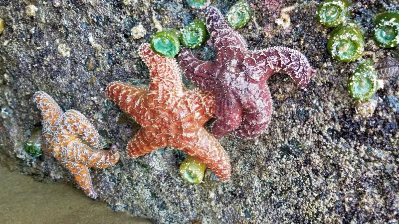 These starfish are just some of the marine wildlife we spotted on Oregon's coast.