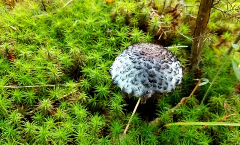 A magical mushroom trail in Missouri. We found all kinds of mushrooms on the Sandstone Canyon Trail at the Don Robinson State Park in Cedar Hill.