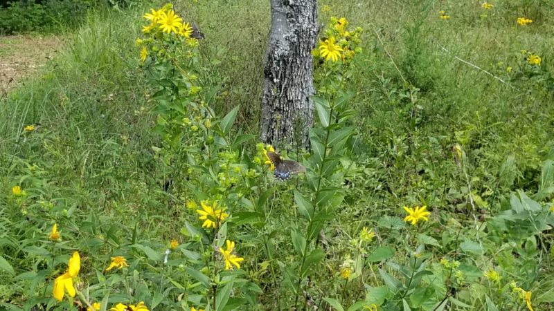 Butterfly and flowers at Robinson State Park in Missouri.