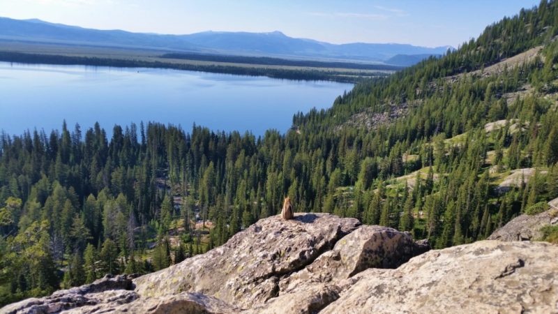 A chipmunk taking in the view of Jenny Lake on top of Inspiration Point.