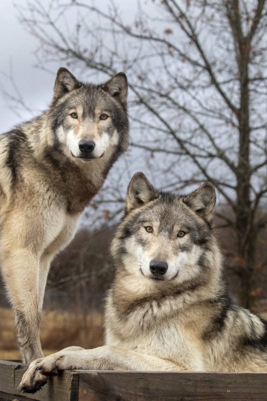 Two wolves at the Wolf Park in Lafayette, Indiana.
