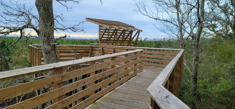 A boardwalk in Gulf State Park, Alabama overlooking longleaf pine trees.