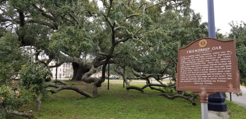 The Friendship Oak at the University of Southern Mississippi.