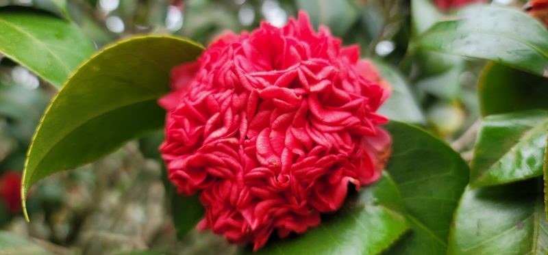 Pink flower surrounded by green leaves at Bellingrath Garden and Home.