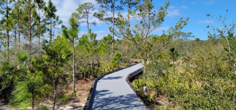 A boardwalk leading into a maritime forest.