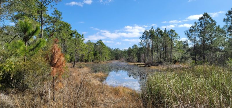 Swamp on the Jeff Friend Trail in Gulf Shores.