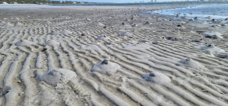 Strange sand piles at Little Lagoon in Gulf Shores.