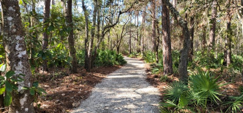 Walking through the forested are at the beginning part of the Jeff Friend, one of the Bon Secour trails.