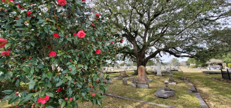 Pink flowers blooming at the Magnolia Cemetery with a live oak tree and a few tombstones.