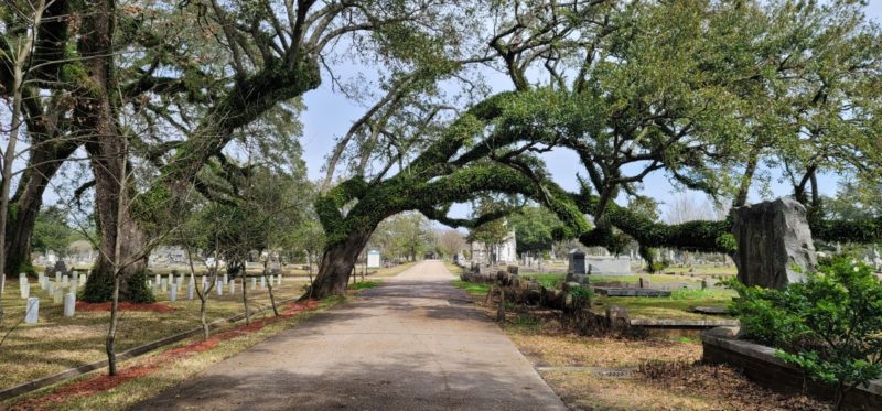 A large oak tree hovering over the road in the Magnolia Cemetery.