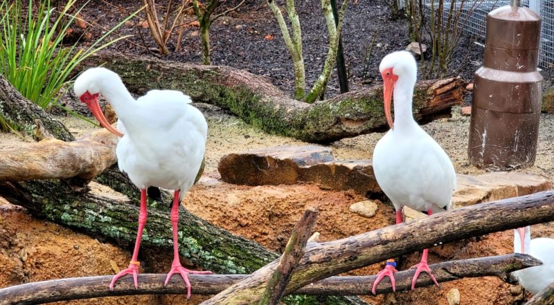 Two American White Ibis