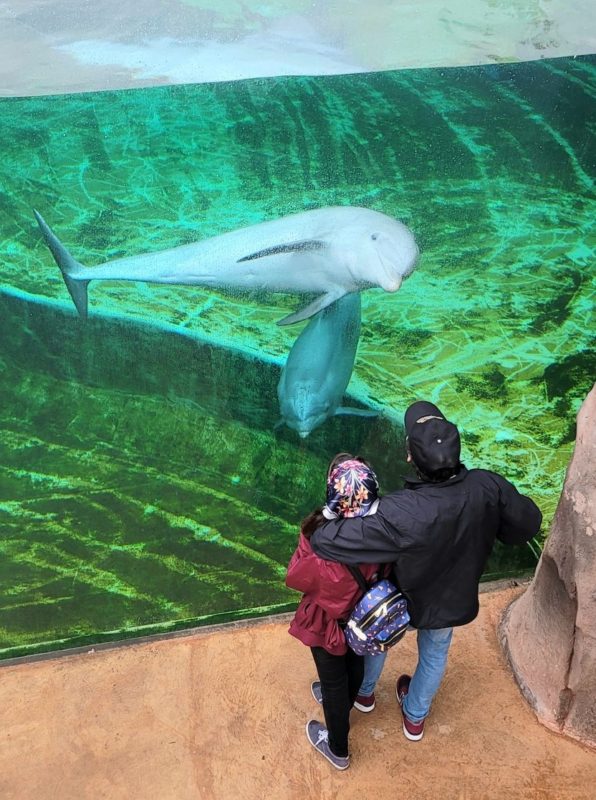 The dolphin exhibit at the Mississippi Aquarium.