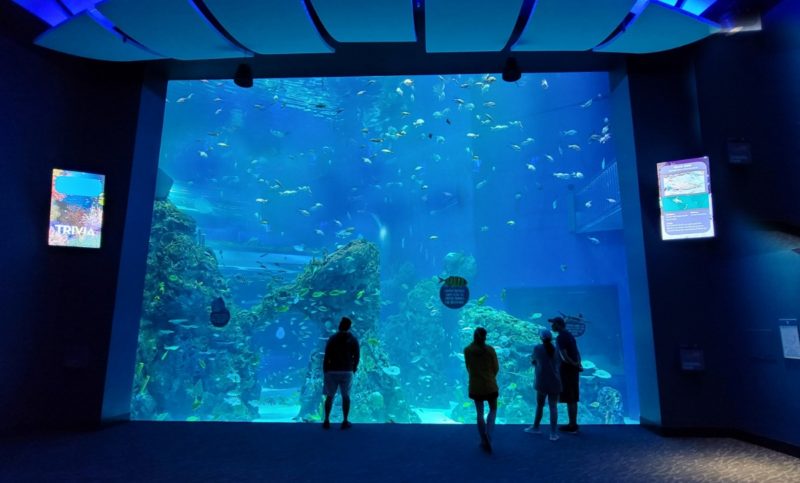 A huge window into the Mississippi Aquarium's tank.