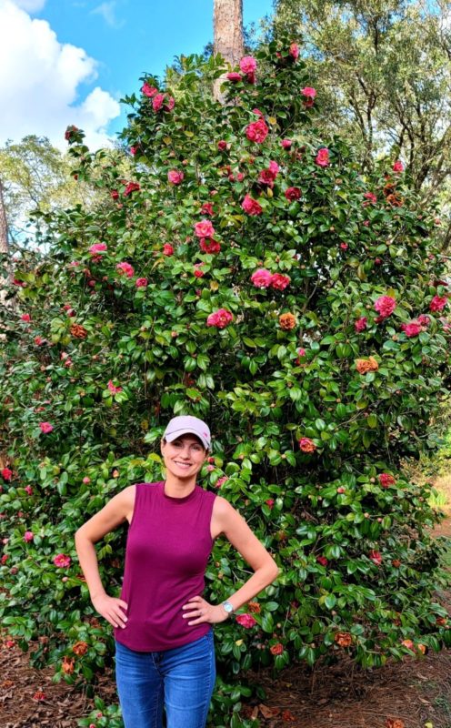 Bright pink flowers on a Camellia bush at the Mobile Botanical Garden.