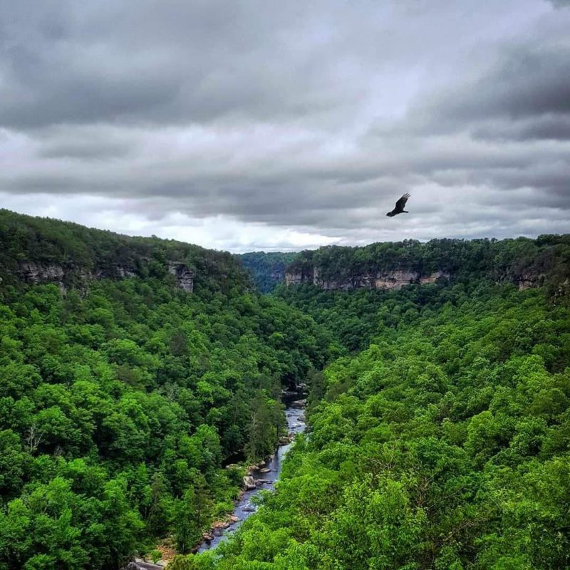 Bird flying over green trees and a river in northeast Alabama.