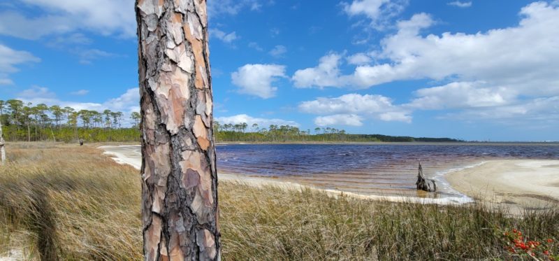 A tree trunk next to Gator Lake in Gulf Shores, Alabama.