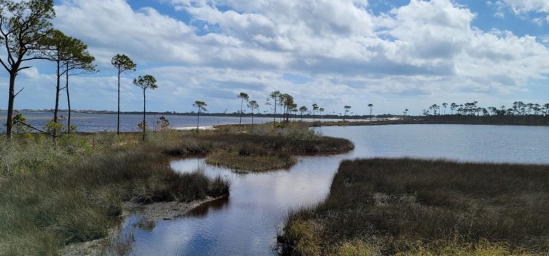 View overlooking the Little Lagoon from the Observation Tower in Bon Secour National Wildlife Refuge.