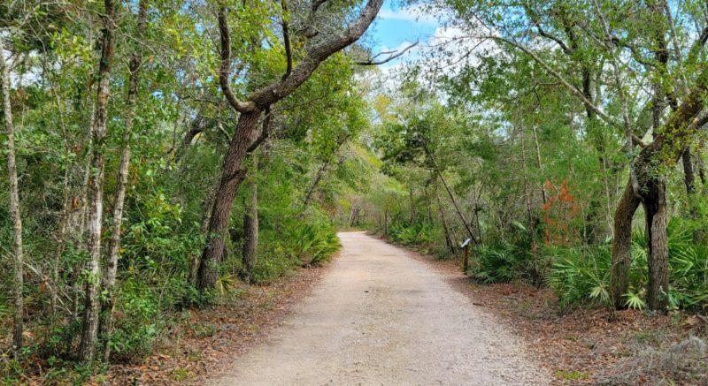 The maritime forest section of the Pine Beach Trail in Gulf Shores.