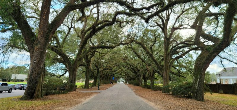 A row of over twenty live oak trees canopying a street.