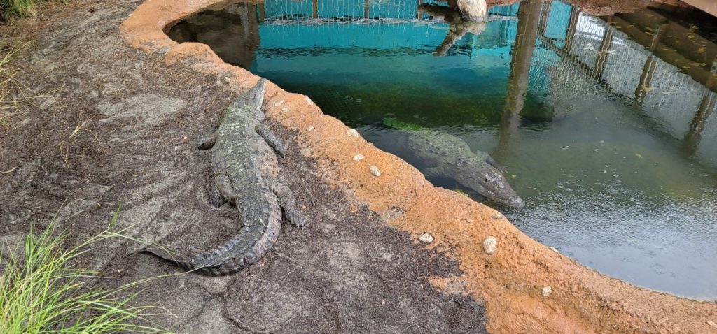 Crocodile Exhibit at the Aquarium in Mississippi.