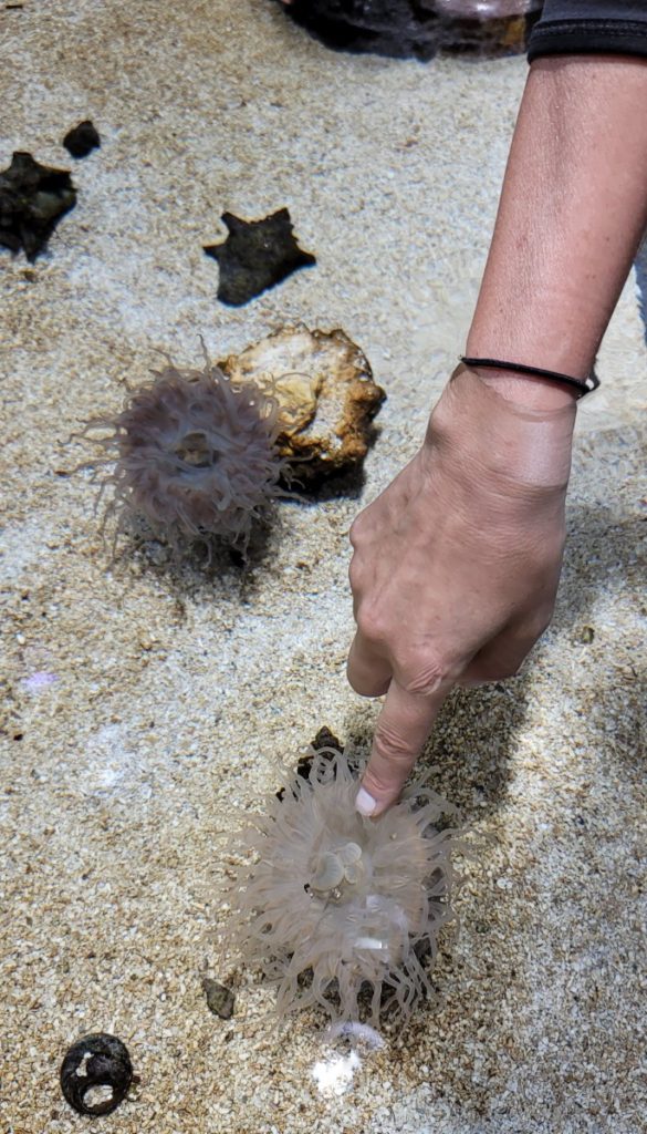 Invertebrate, Shark and Stingray Encounter in Gulfport, Mississippi.